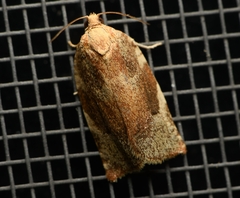 Archips semiferanus