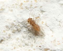 Lachesilla