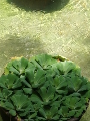 Pistia