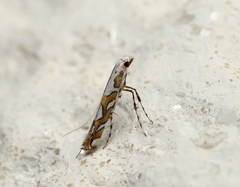 Acrocercops albinatella