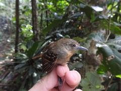 Epinecrophylla leucophthalma