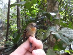 Epinecrophylla leucophthalma