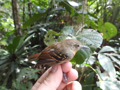 Epinecrophylla leucophthalma