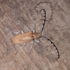 Celosterna scabrator