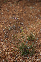 Heliophila variabilis