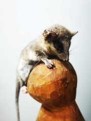 Dromiciops gliroides