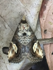 Pseudosphetta fissisigna