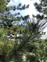 Pinus parviflora