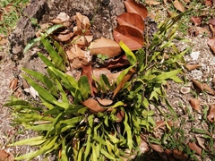 Platycerioideae