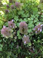 Lamium purpureum