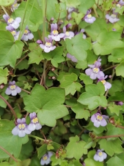 Cymbalaria muralis