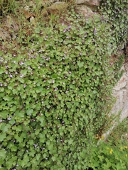 Cymbalaria muralis