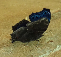 Protogoniomorpha temora virescens