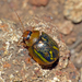 Paropsisterna selmani - Photo (c) Simon Grove, alguns direitos reservados (CC BY-NC), uploaded by Simon Grove