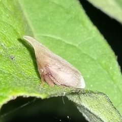 Enchenopa squamigera