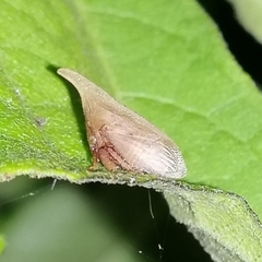 Enchenopa squamigera