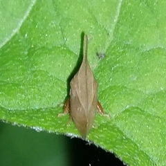 Enchenopa squamigera