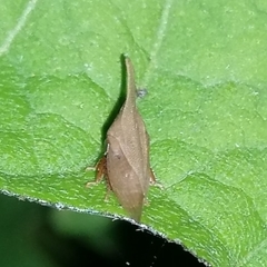 Enchenopa squamigera