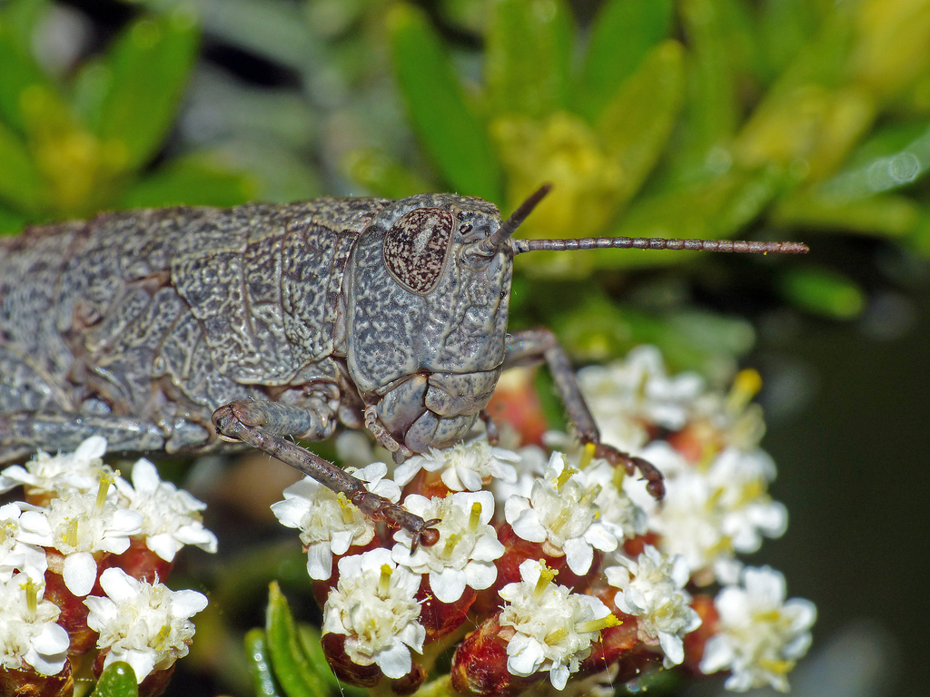 Tasmaniacris