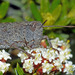 Tasmaniacris tasmaniensis - Photo (c) Simon Grove, μερικά δικαιώματα διατηρούνται (CC BY-NC), uploaded by Simon Grove