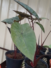 Xanthosoma violaceum