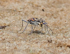 Chaetodera regalis