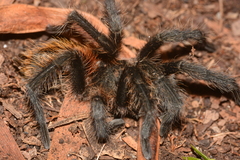 Plesiopelma longisternale