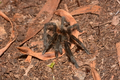 Plesiopelma longisternale