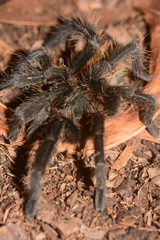 Plesiopelma longisternale