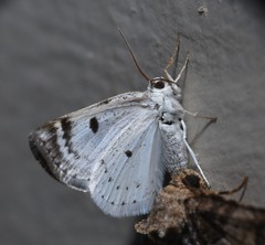 Lomographa semiclarata