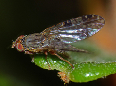 Austrotephritis bushi
