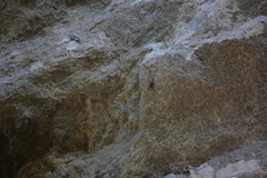 Plesiopelma longisternale