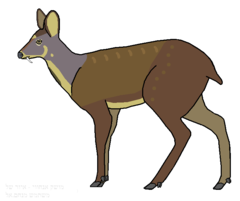 Anhui Musk Deer photo 2