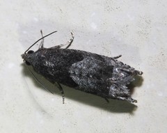 Notocelia rosaecolana