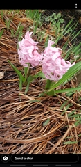 Hyacinthus