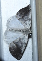 Lomographa semiclarata