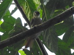 Anabacerthia ruficaudata