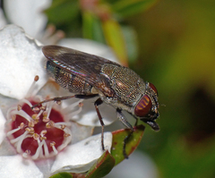 Stomorhina subapicalis
