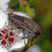 Stomorhina subapicalis - Photo 由 Simon Grove 所上傳的 (c) Simon Grove，保留部份權利CC BY-NC