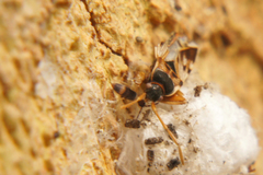 Entomobrya albocincta