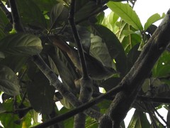 Anabacerthia ruficaudata