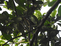 Anabacerthia ruficaudata