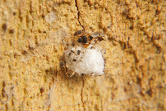 Entomobrya albocincta