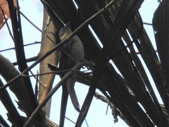 Anabacerthia ruficaudata