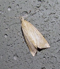 Diatraea saccharalis