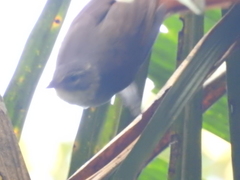 Anabacerthia ruficaudata