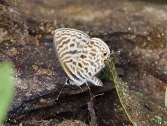 Leptotes plinius
