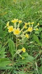 Primula