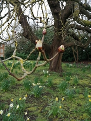 Aesculus hippocastanum