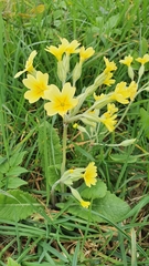 Primula